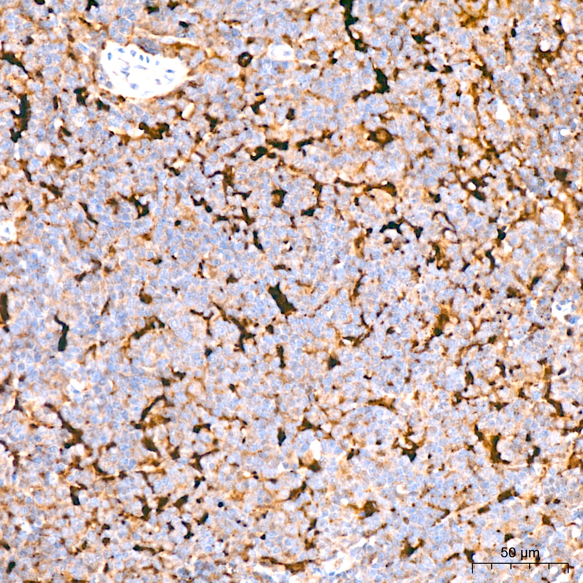 Caspase-9 Rabbit mAb