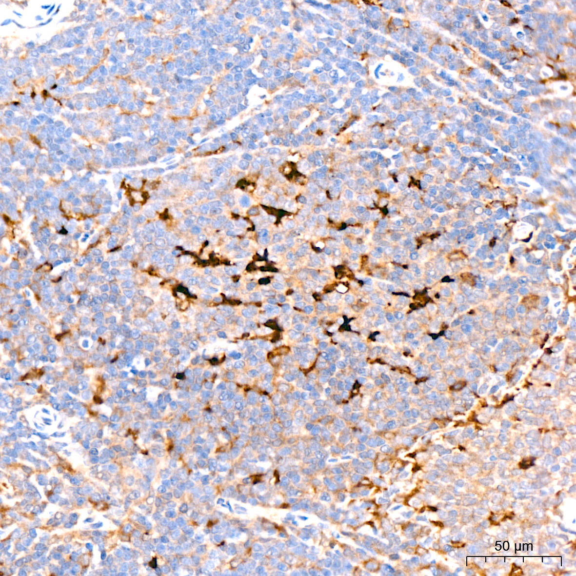 Caspase-9 Rabbit mAb