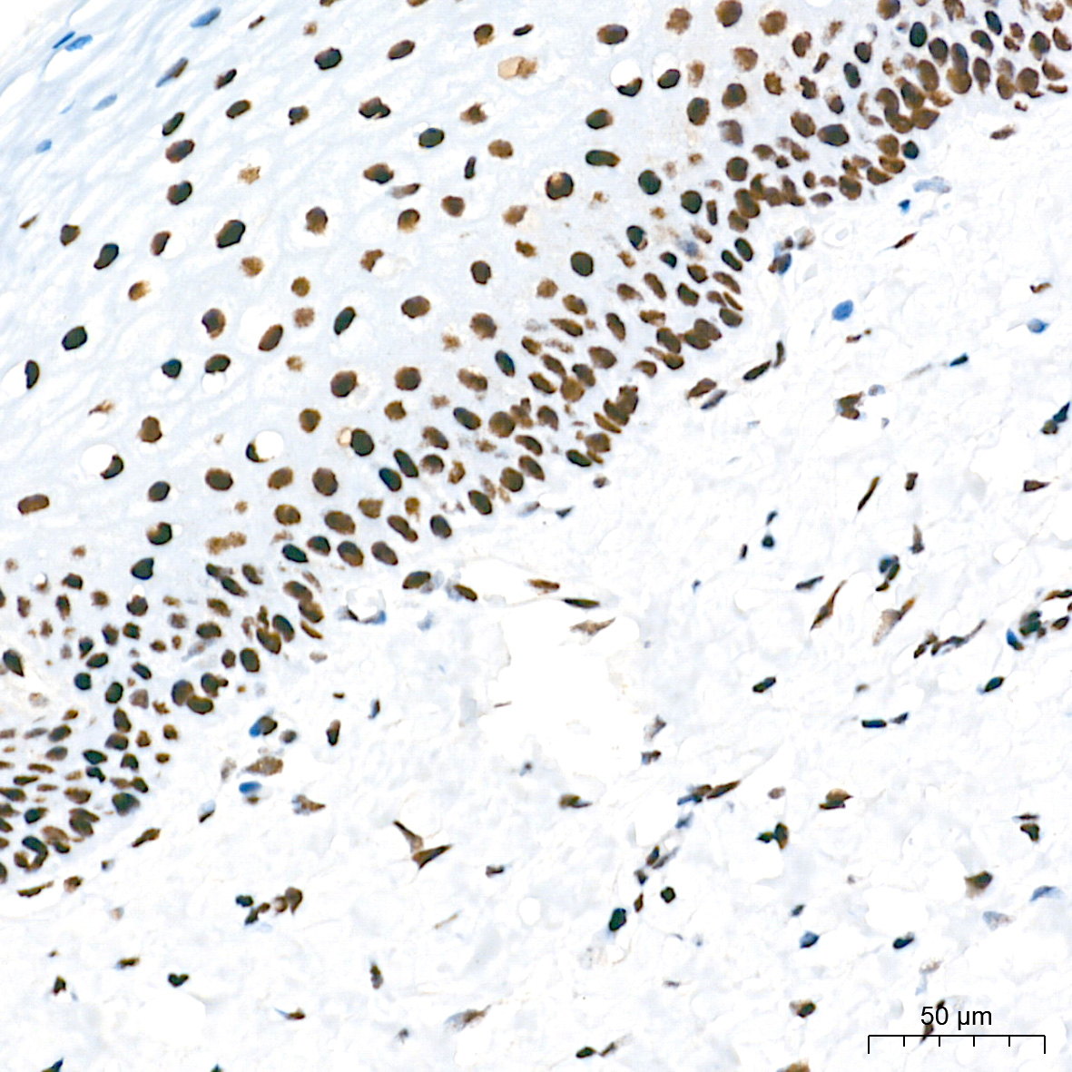 Ku80 Rabbit mAb