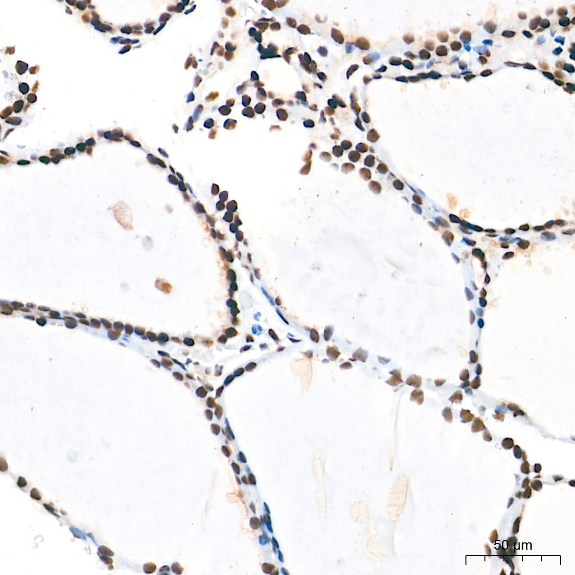 Ku80 Rabbit mAb