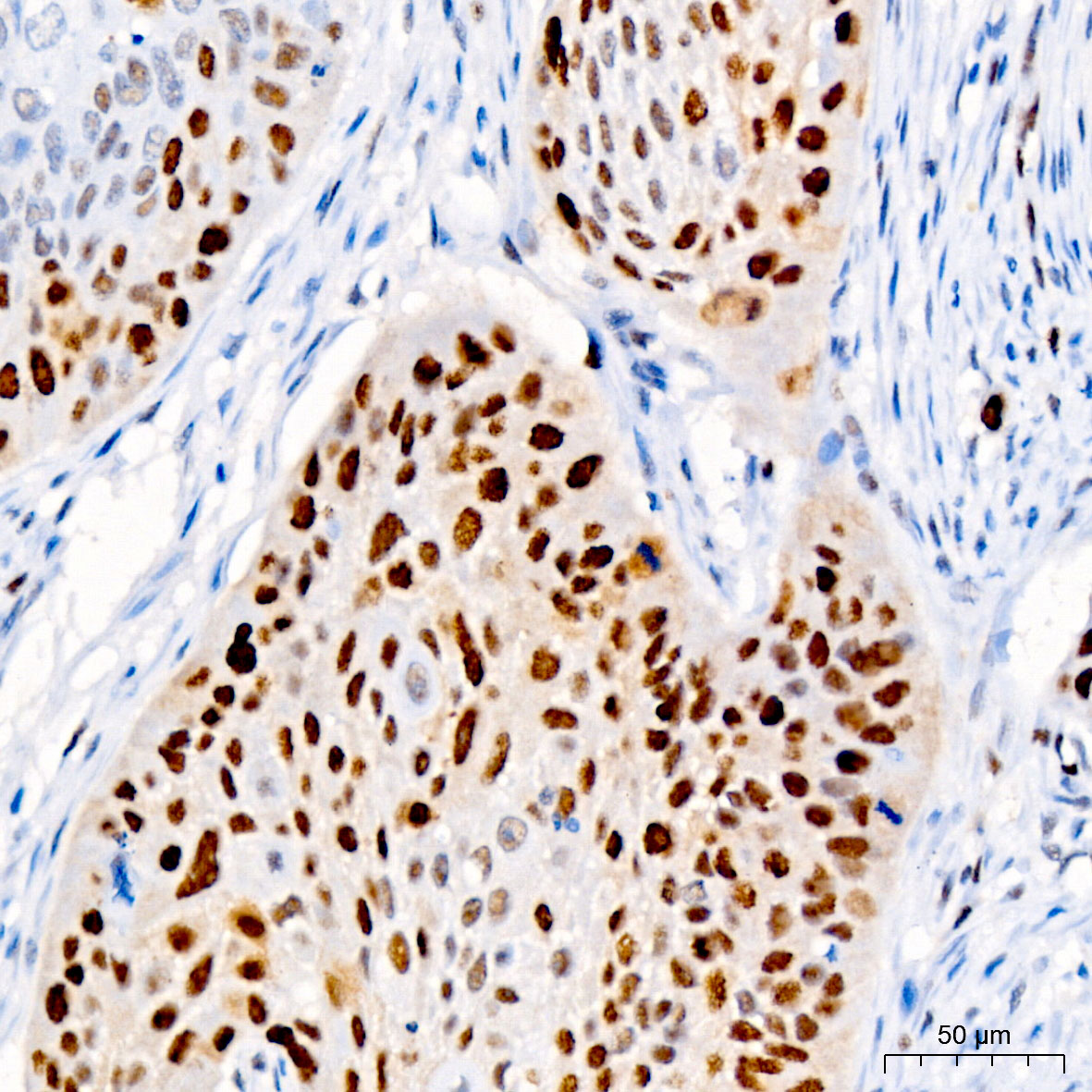PCNA Rabbit mAb