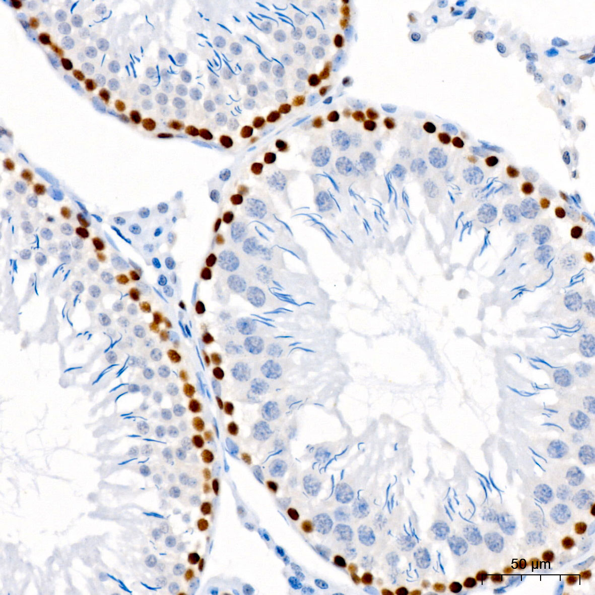 PCNA Rabbit mAb