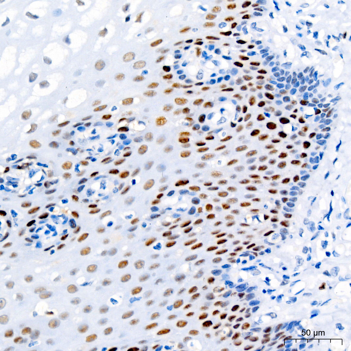 PCNA Rabbit mAb