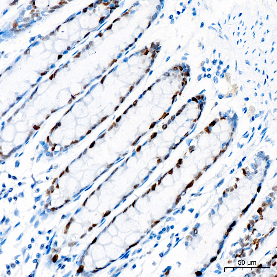 PCNA Rabbit mAb
