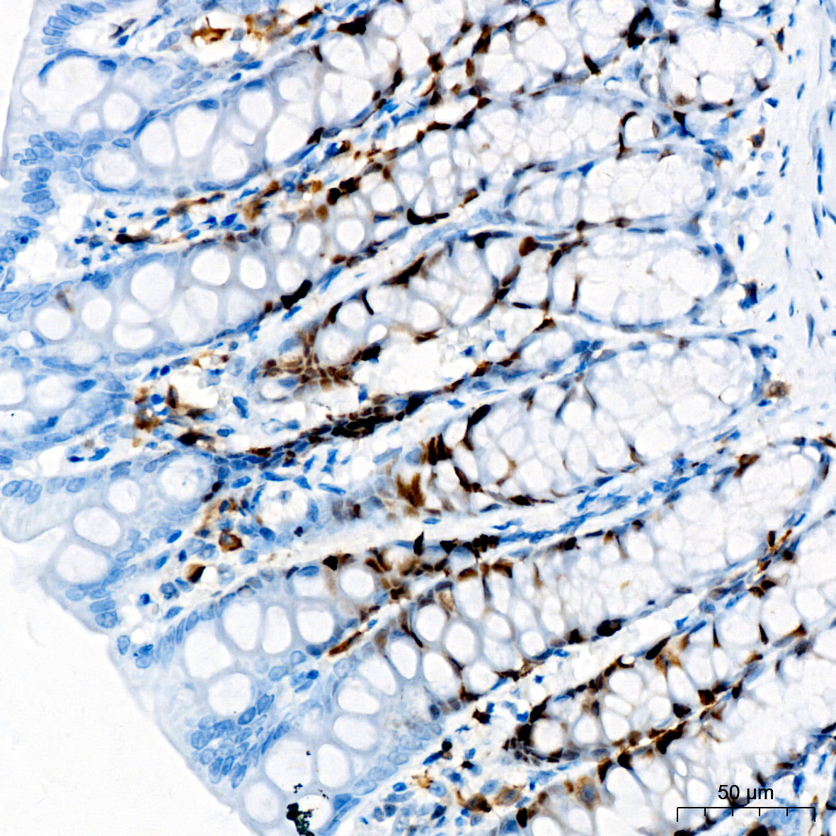 PCNA Rabbit mAb
