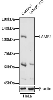 [KO Validated] LAMP2 Rabbit pAb