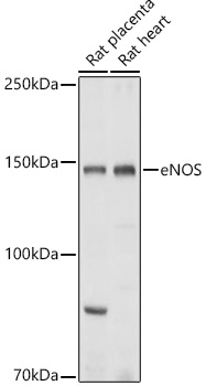 eNOS Rabbit pAb