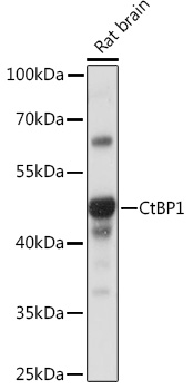 CtBP1 Rabbit pAb