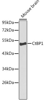CtBP1 Rabbit pAb
