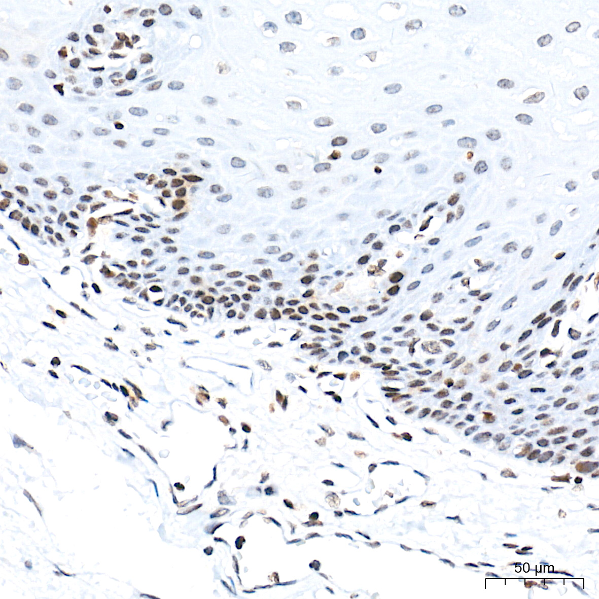 Histone H3 Rabbit mAb