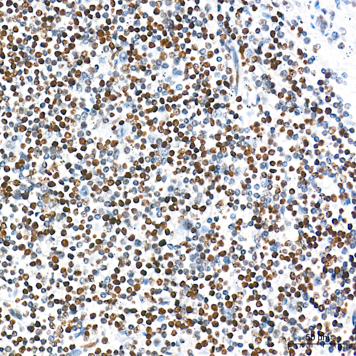 Histone H3 Rabbit mAb