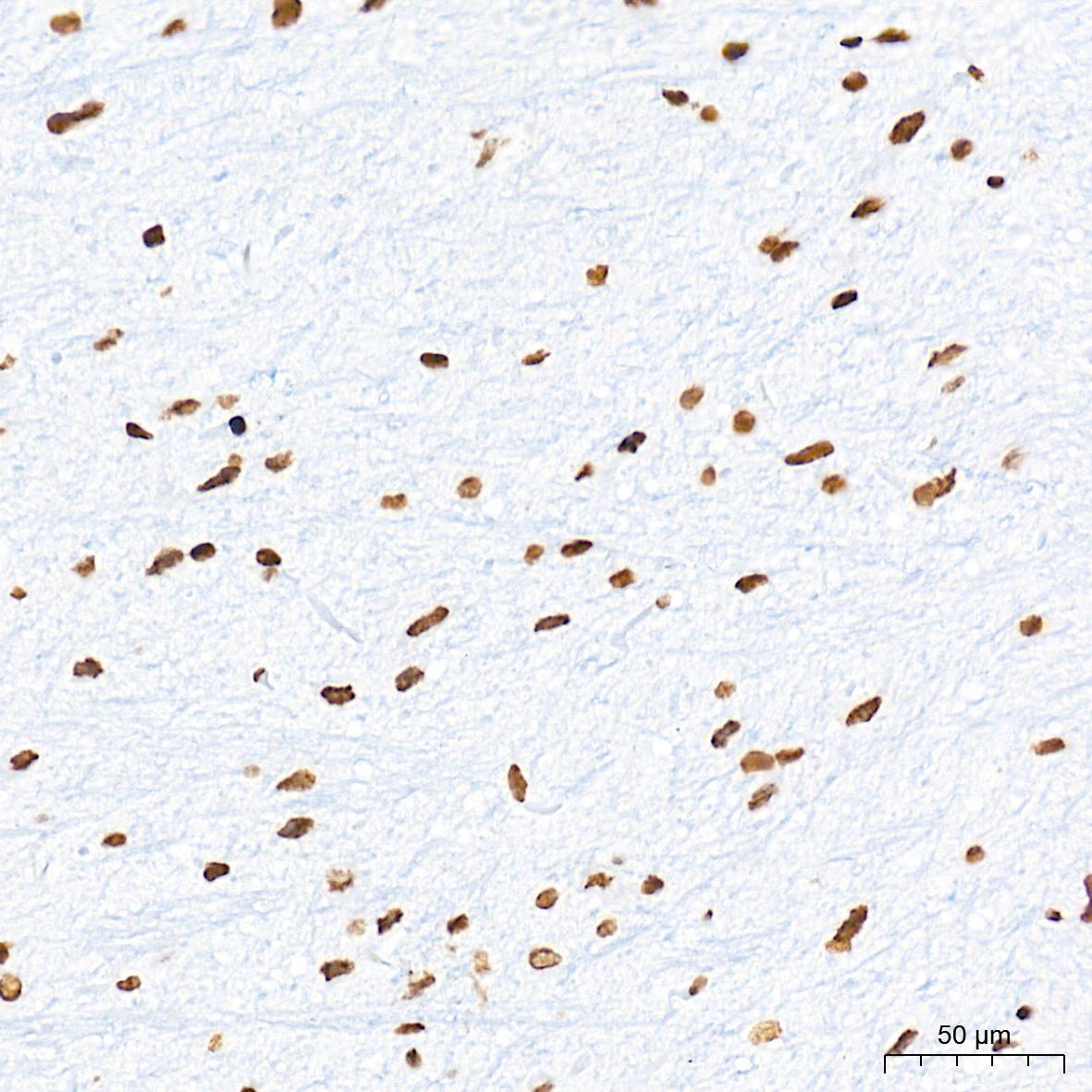 Histone H3 Rabbit mAb