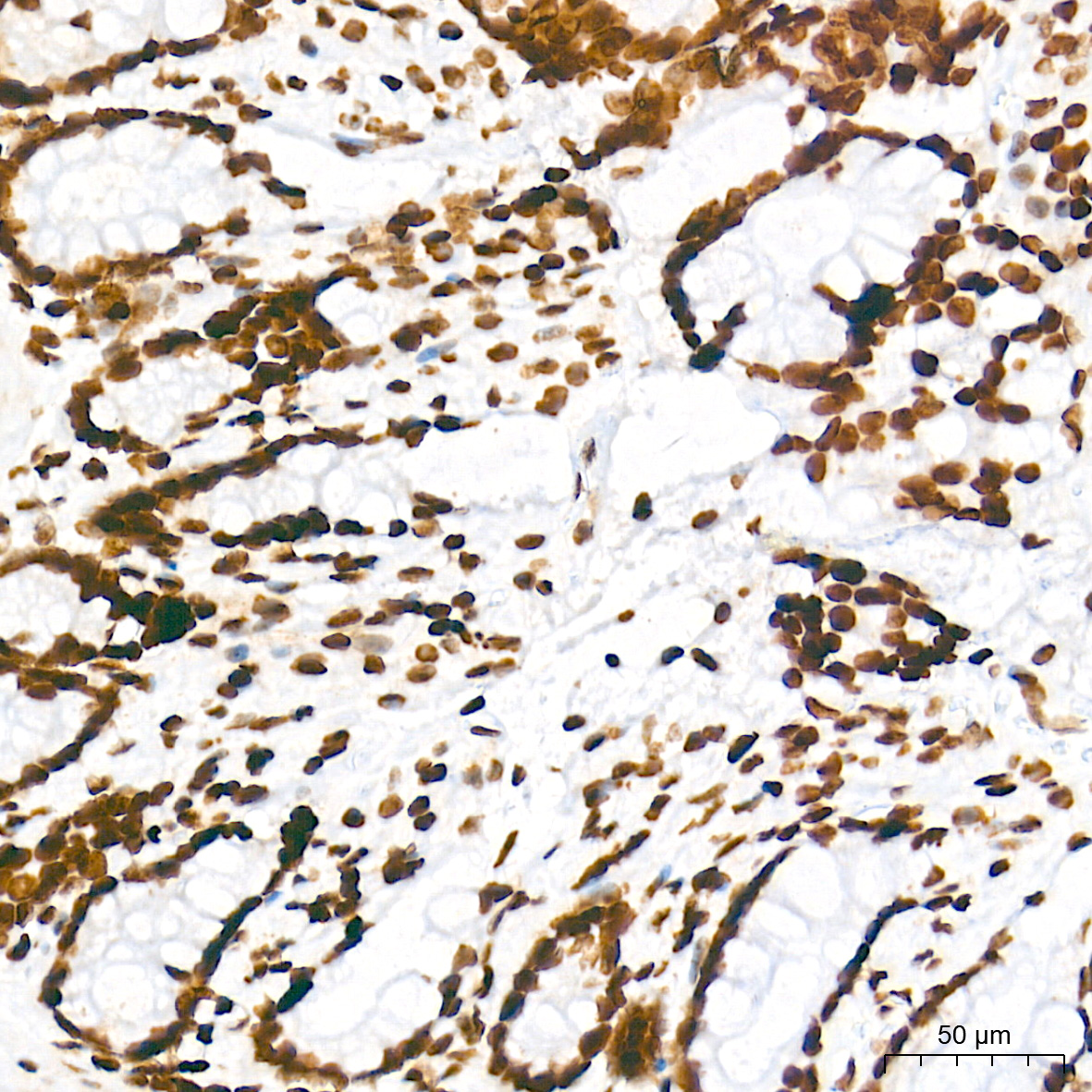 Histone H3 Rabbit mAb