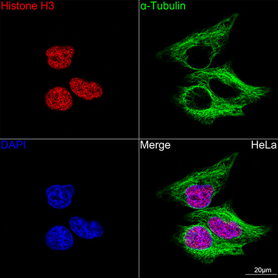 Histone H3 Rabbit mAb