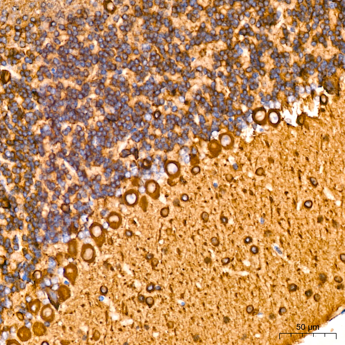 [KD Validated] βIII-Tubulin Rabbit mAb