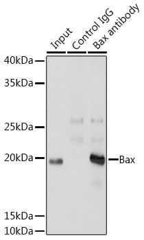 [KO Validated] Bax Rabbit mAb