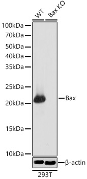 [KO Validated] Bax Rabbit mAb