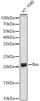 [KO Validated] Bax Rabbit mAb