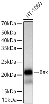 [KO Validated] Bax Rabbit mAb
