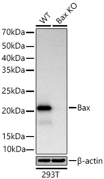 [KO Validated] Bax Rabbit mAb