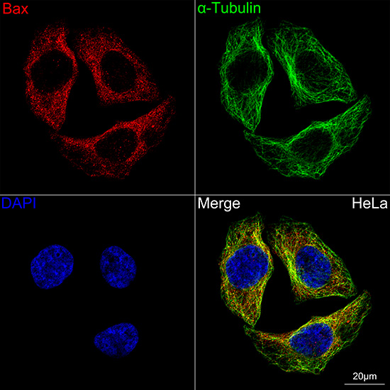 [KO Validated] Bax Rabbit mAb