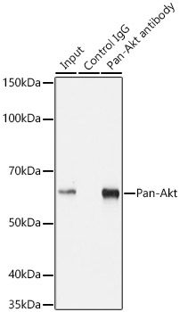 Pan-Akt Rabbit mAb