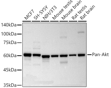 Pan-Akt Rabbit mAb
