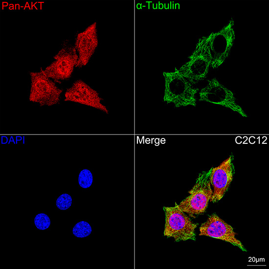 Pan-Akt Rabbit mAb