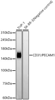 CD31/PECAM1 Rabbit mAb