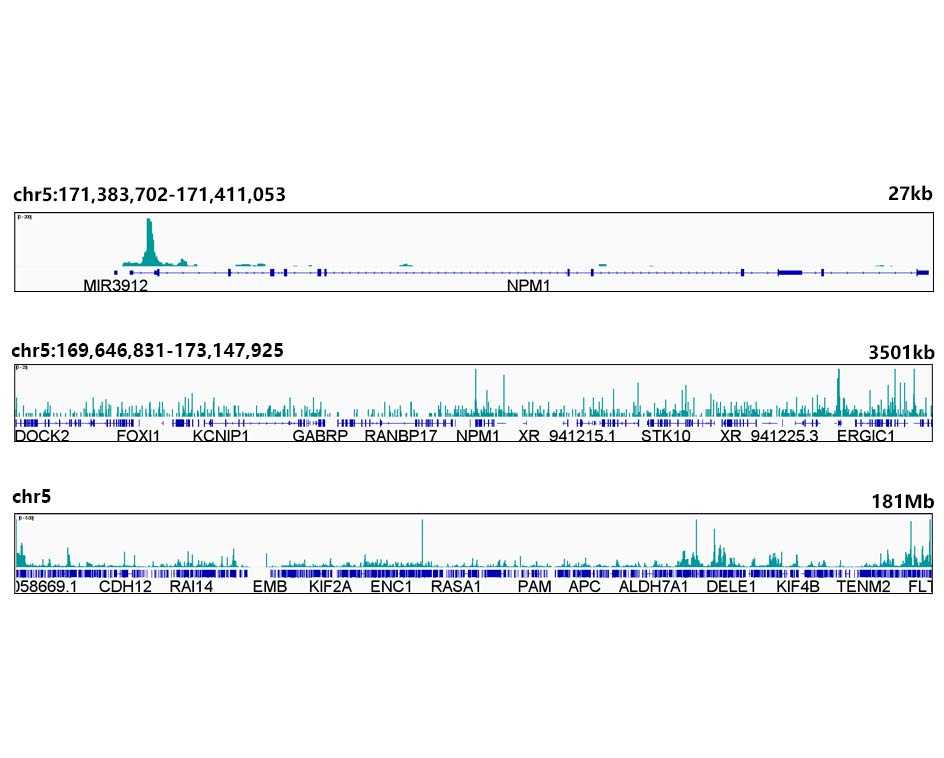 [KO Validated] c-Myc Rabbit mAb