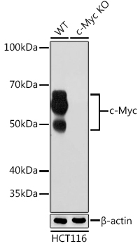[KO Validated] c-Myc Rabbit mAb