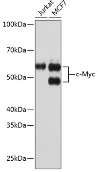[KO Validated] c-Myc Rabbit mAb