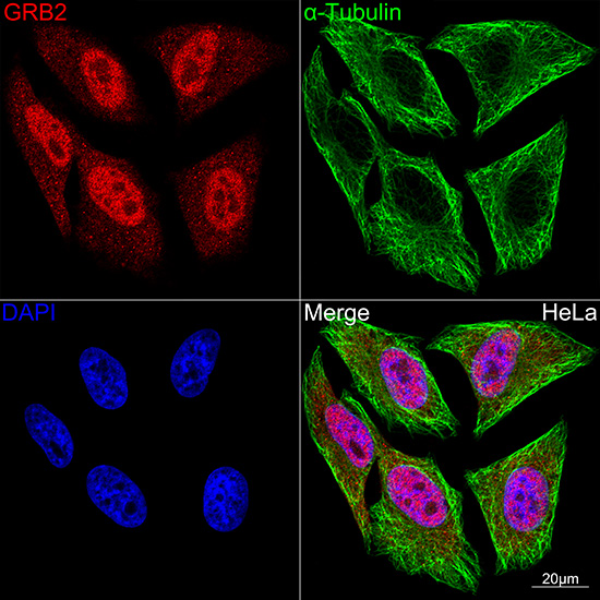 GRB2 Rabbit mAb