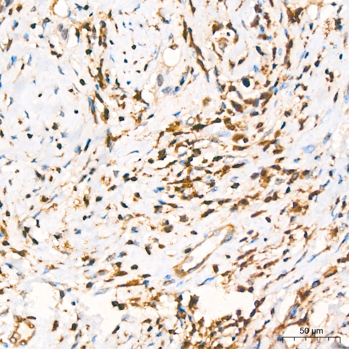 GRB2 Rabbit mAb