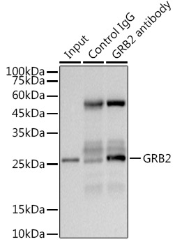 GRB2 Rabbit mAb