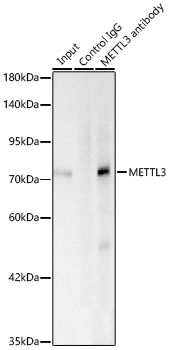 [KD Validated] METTL3 Rabbit mAb