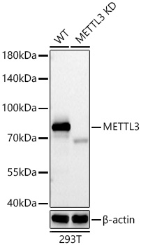 [KD Validated] METTL3 Rabbit mAb
