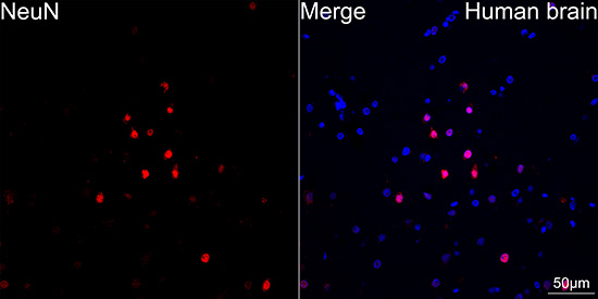 NeuN Rabbit mAb