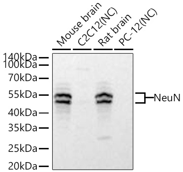 NeuN Rabbit mAb