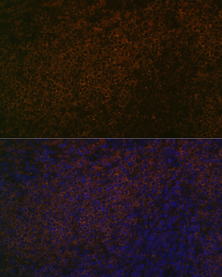 SHP1 Rabbit mAb