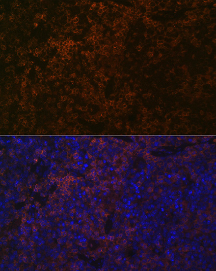 SHP1 Rabbit mAb