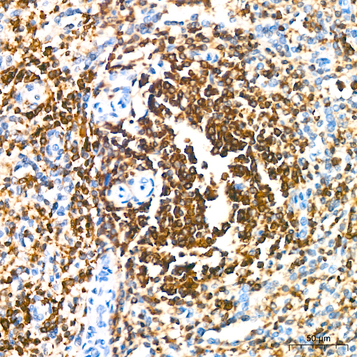 SHP1 Rabbit mAb