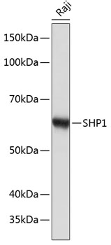 SHP1 Rabbit mAb