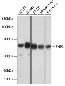 SHP1 Rabbit mAb