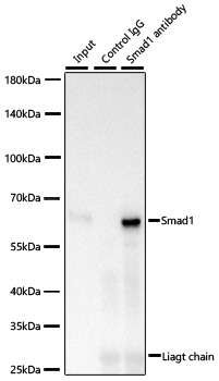 [KO Validated] Smad1 Rabbit mAb