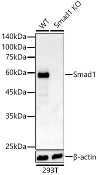 [KO Validated] Smad1 Rabbit mAb