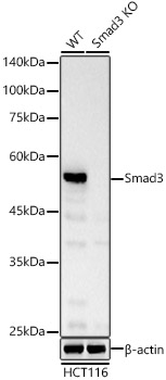 [KO Validated] Smad3 Rabbit mAb