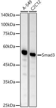 [KO Validated] Smad3 Rabbit mAb