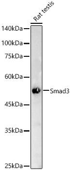 [KO Validated] Smad3 Rabbit mAb