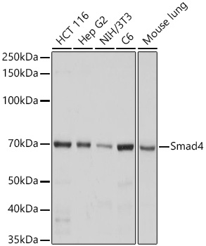 [KO Validated] Smad4 Rabbit mAb